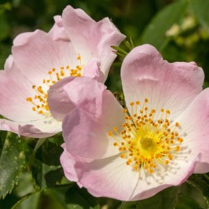 Ruža šípová (Rosa Canina), výška: 100-120 cm, kont. C5L